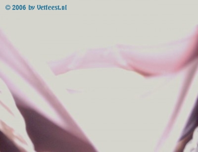 Foto: 2305.jpg