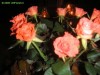 Foto: 5593_resized.jpg